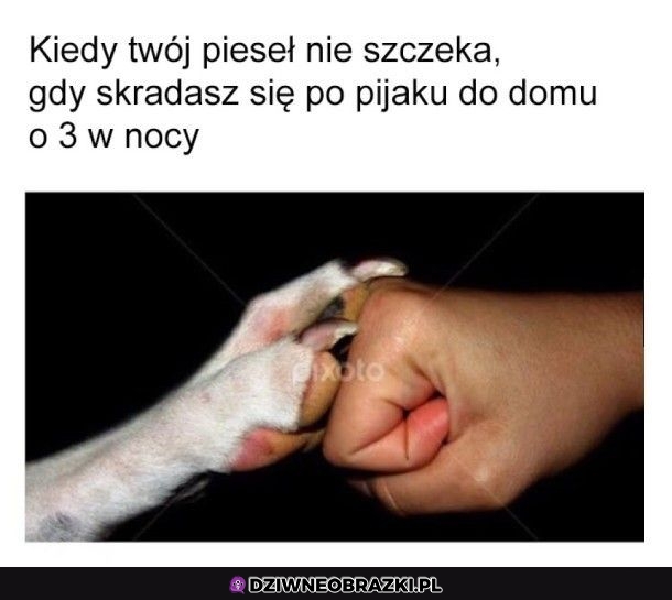 Dzięki mordko