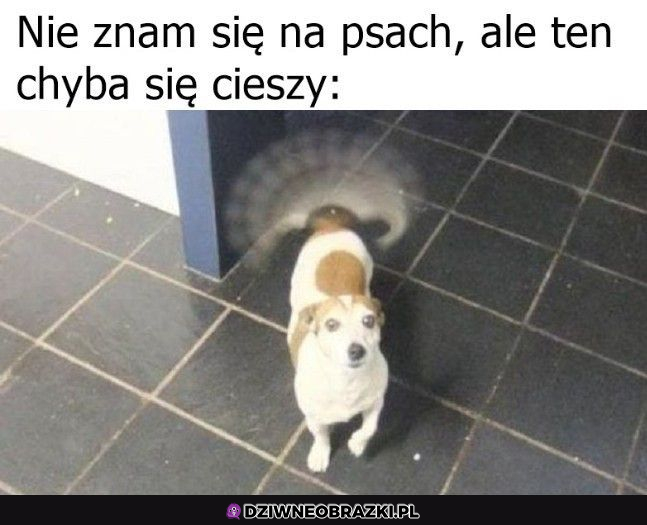 Szczęśliwy piesek