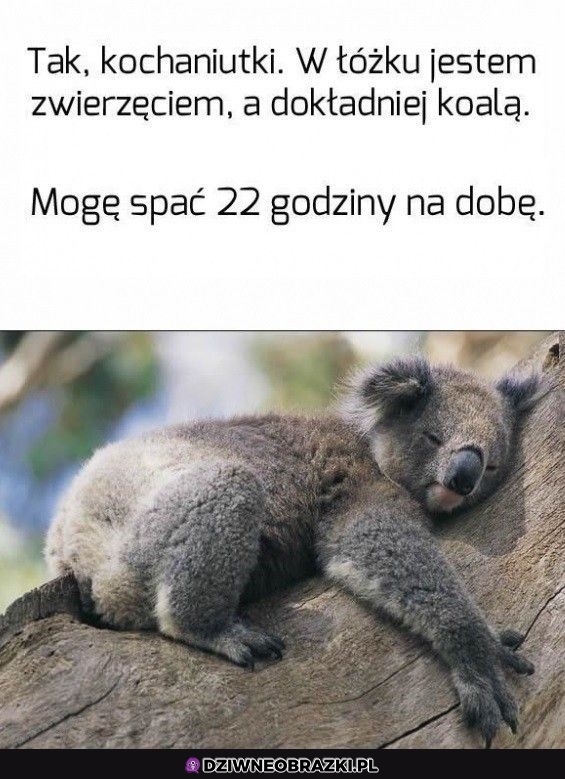 Takie ze mnie zwierzę