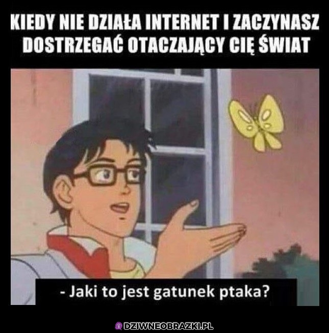 Co to za ptak?