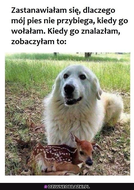 Okej zrozumiałe