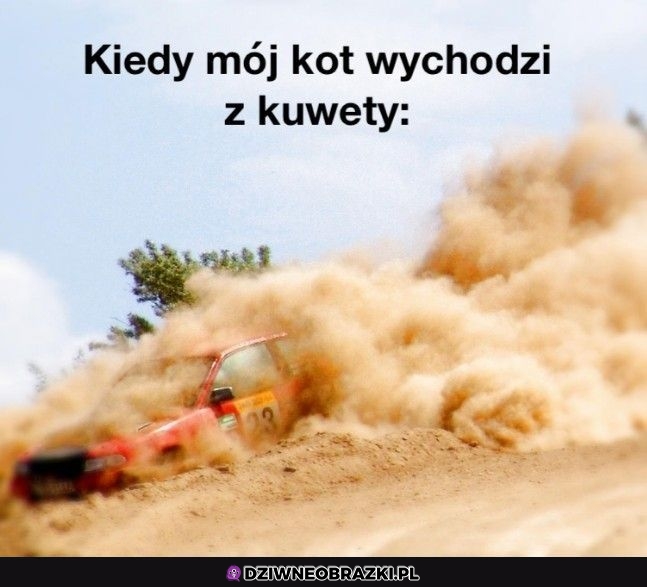 Kiedy kot wychodzi z kuwety