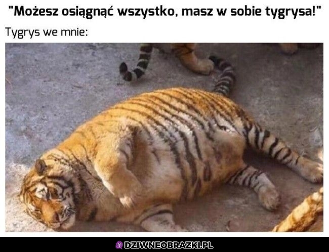 Mój wewnętrzny tygrys