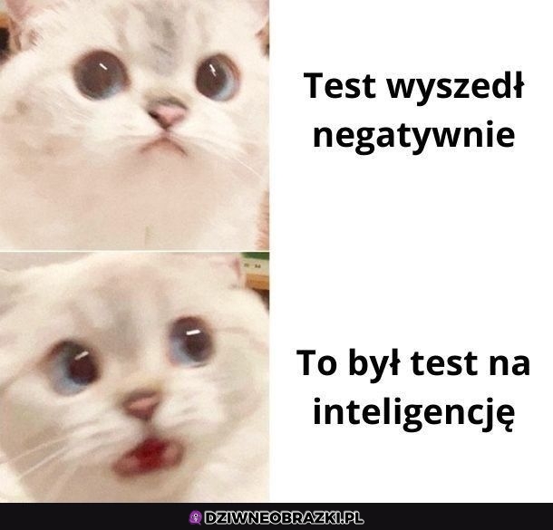 Wynik testu