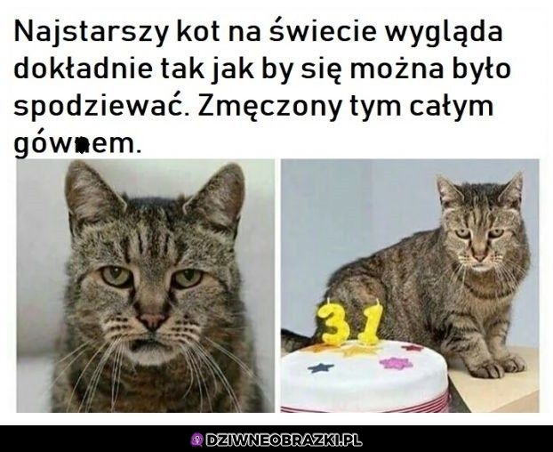 Najstarszy kot na świecie