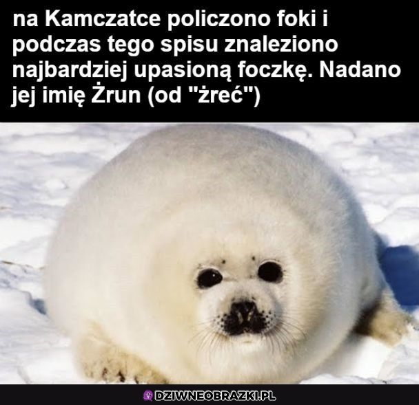 Urocza