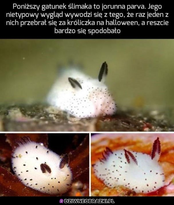 Fajny ślimaczek