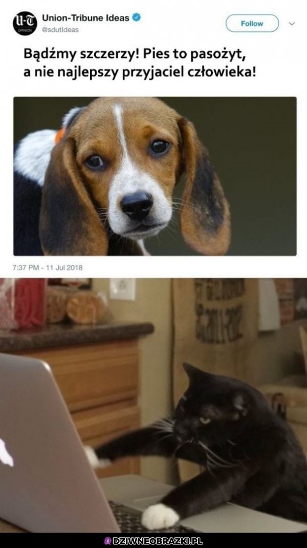 Kocia propaganda