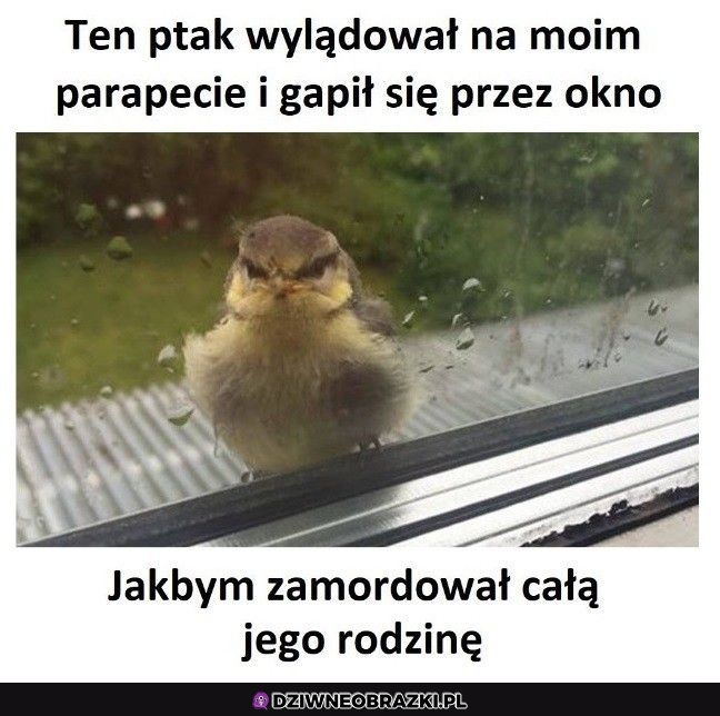 Pewnie tak było