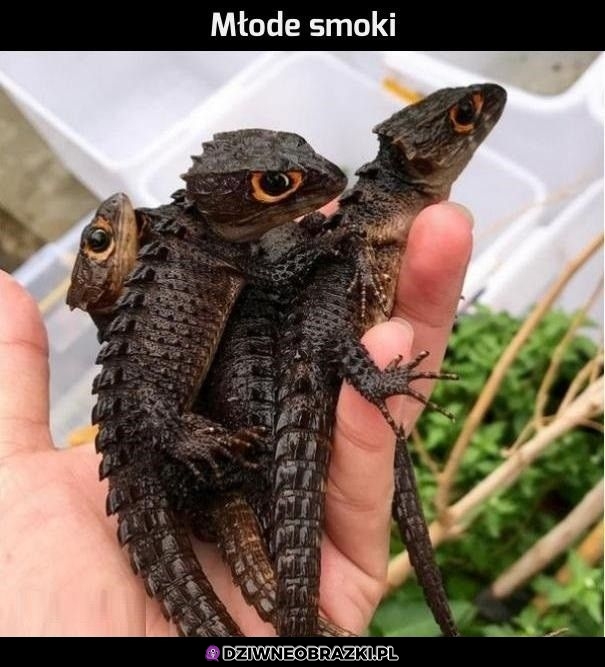 Młode smoki