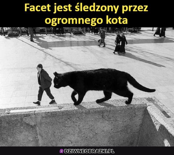 Kot śledczy