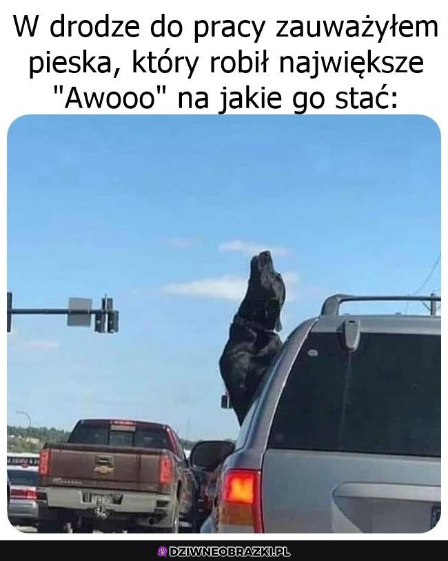 Daje z siebie wszystko 