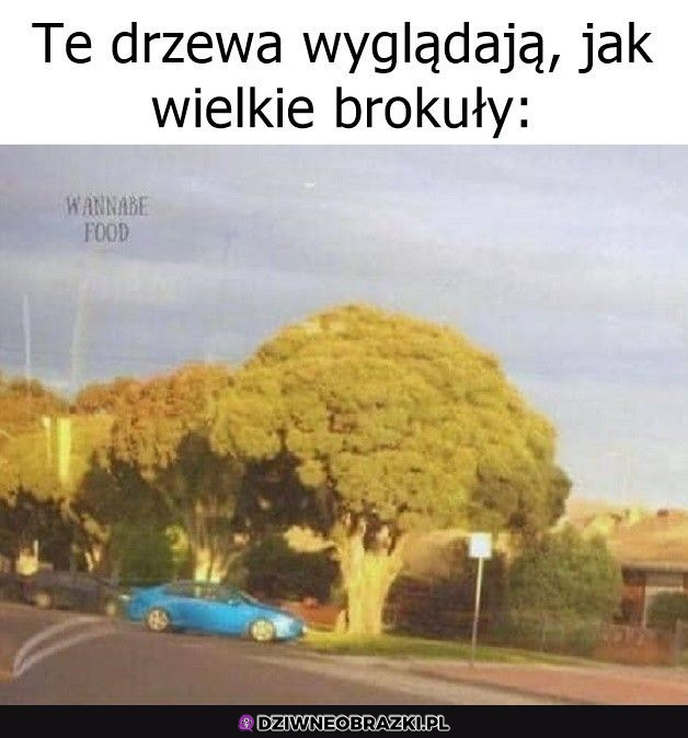 Tak rosną brokuły