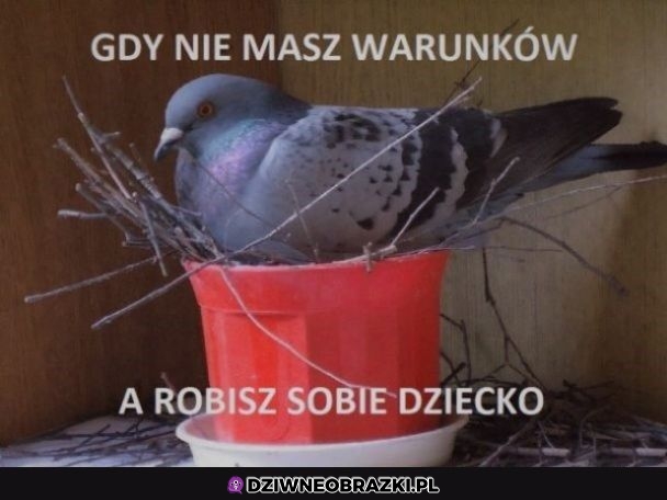 Taki ich wygląd