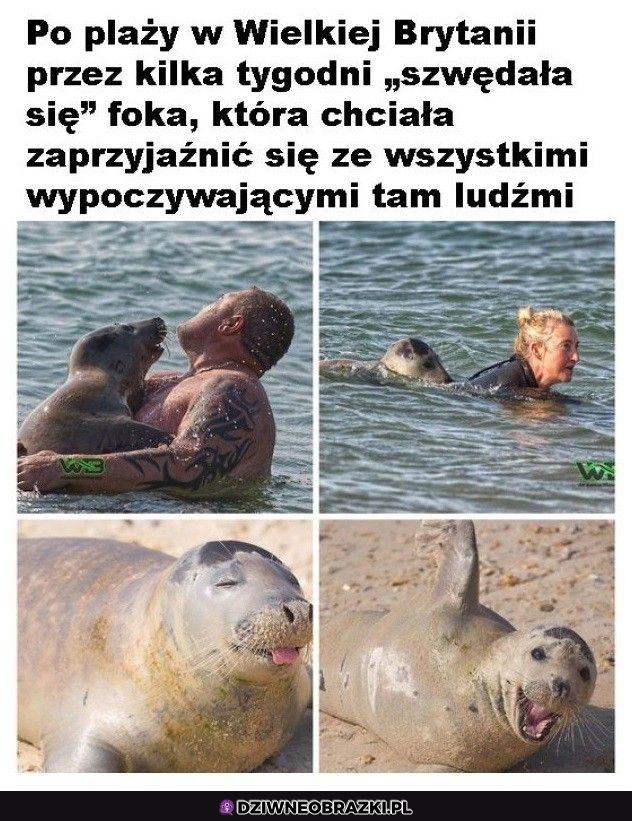 Spoko foczka