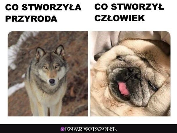 Ale schrzaniliśmy