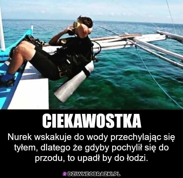 Ciekawostka o nurkach