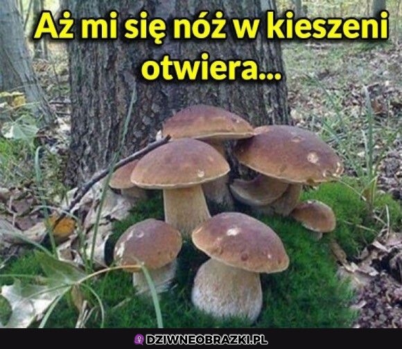 Mokry sen grzybiarza