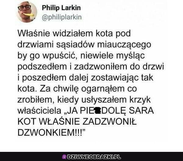 Kiedy widzisz kota sąsiadów