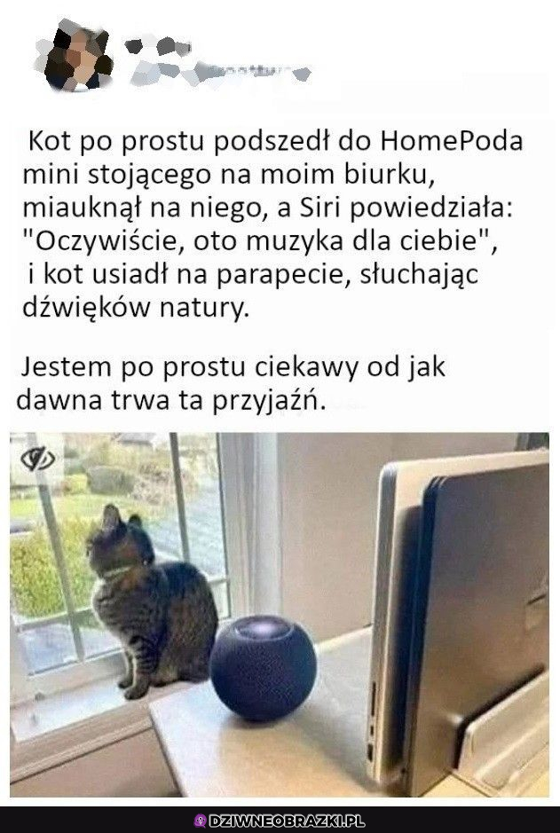 Koci sprzęt