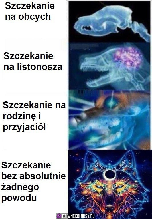 Psie mądrości