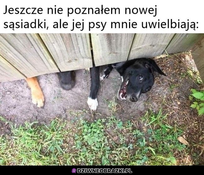 Pieski ma w pytę