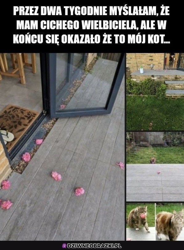 Ups