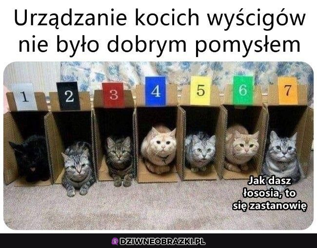 Koci wyścig