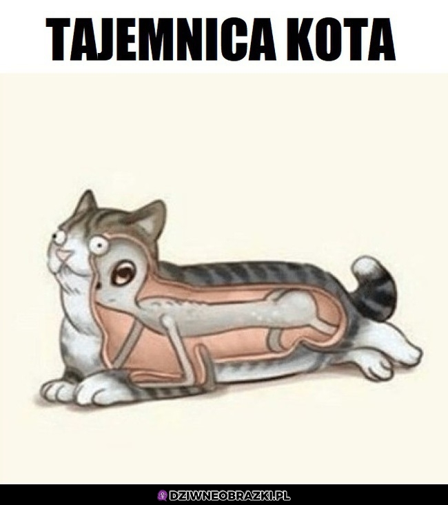 Anatomia kota