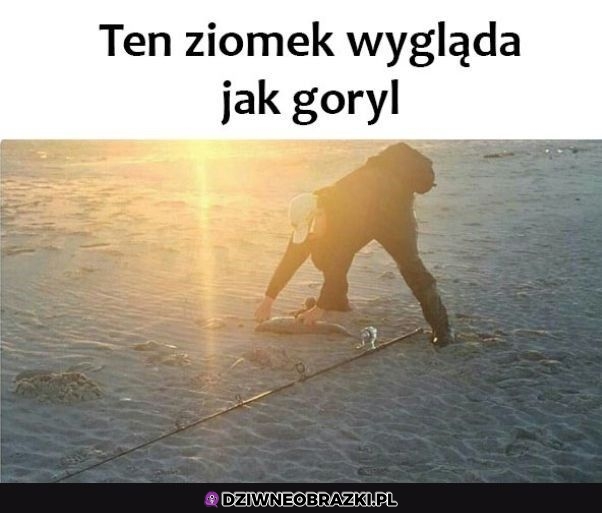A to nie jest goryl?