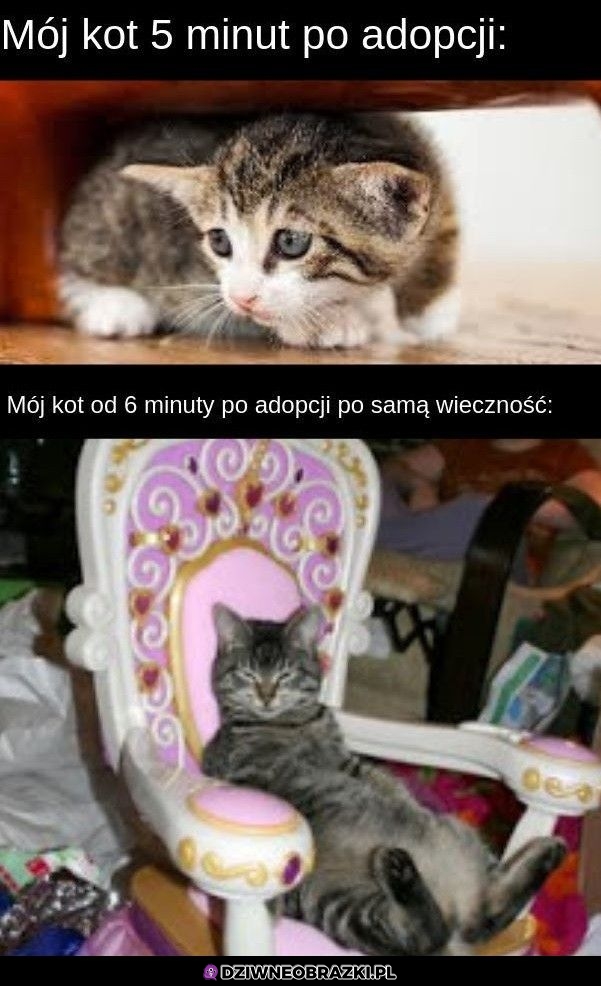 Kot po adopcji