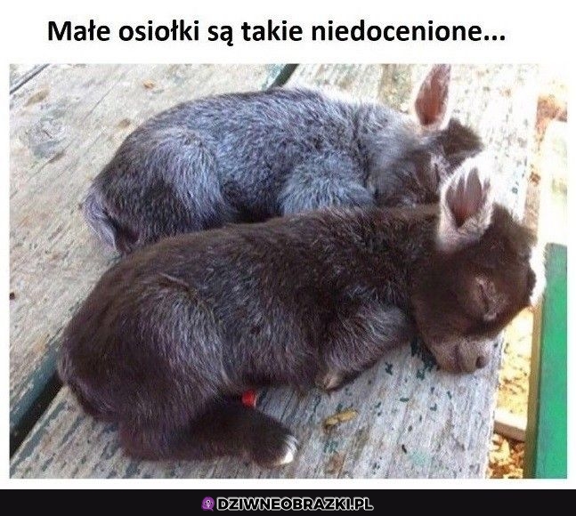 Słodkie są