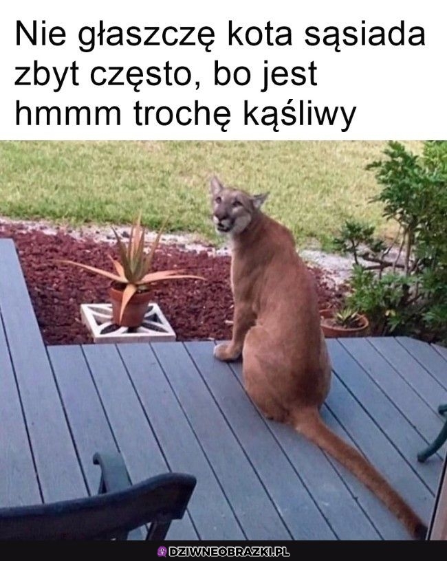 Dziwny ten kotek sąsiadów