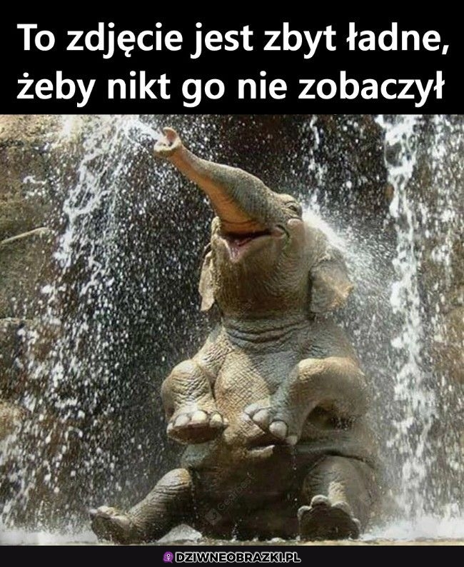 Zadowolony słonik