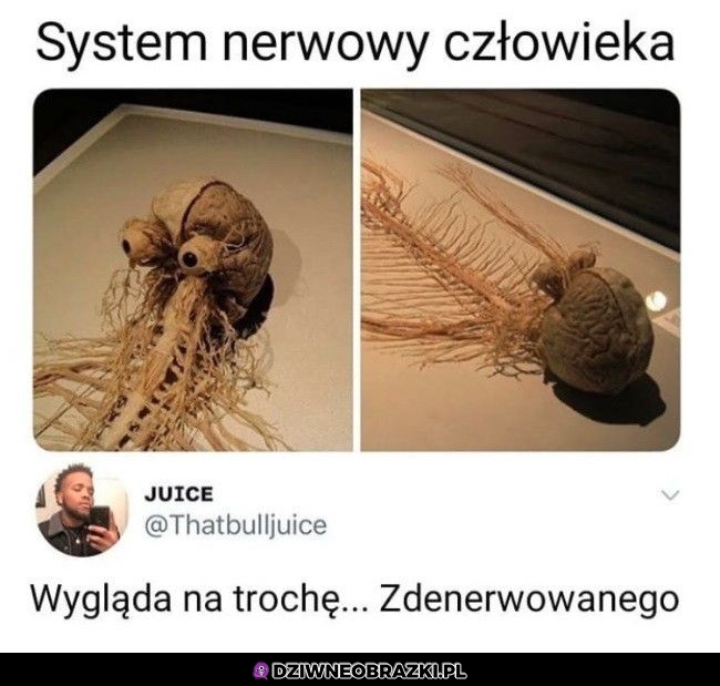 System nerwowy