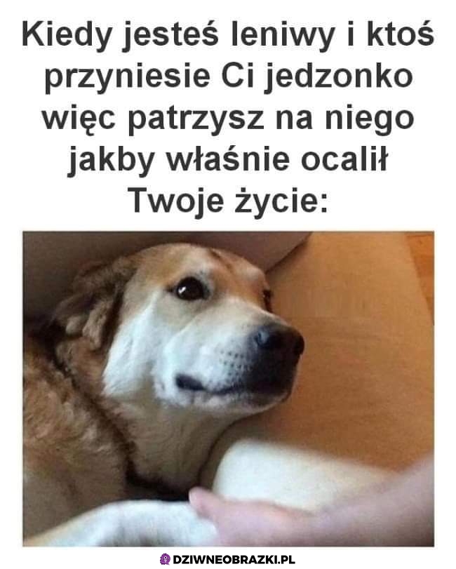 Jedzonko