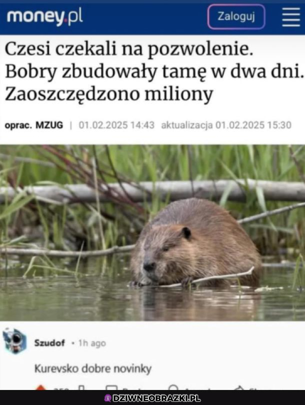 Bobry czeskie