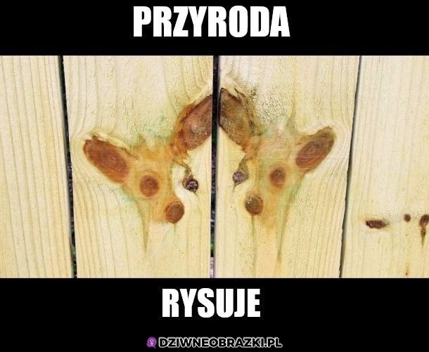 Przyroda rysuje