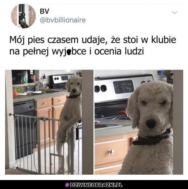 Dziwny pieseł