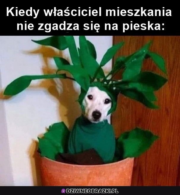Jaki piesek?
