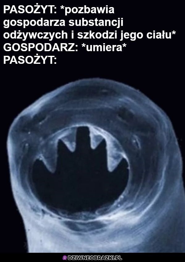 Pasożyty