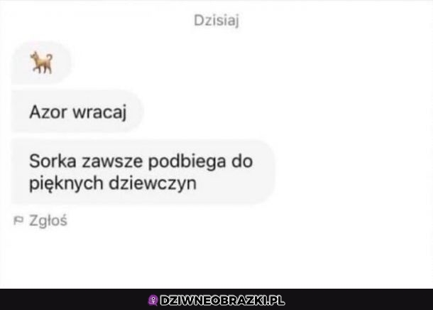 Azor wracaj