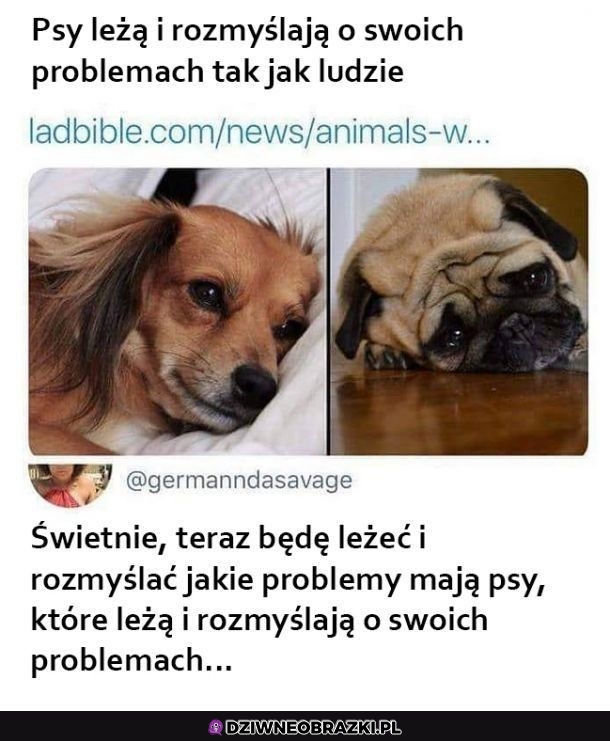 Psy są bardzo ludzkie