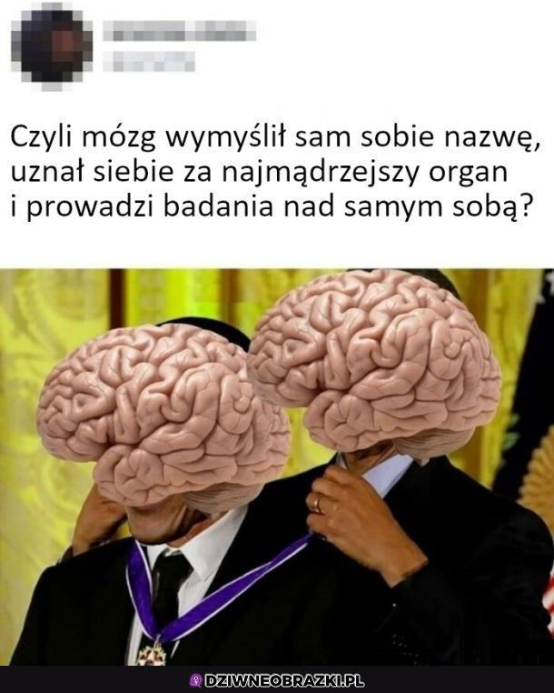 Mózg