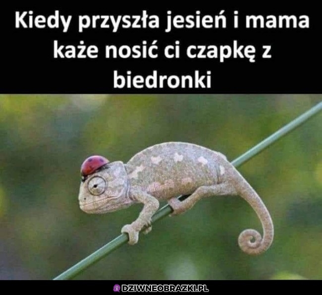 Czapka z biedronki