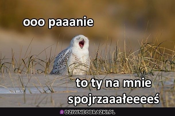 Ooo paaaanie