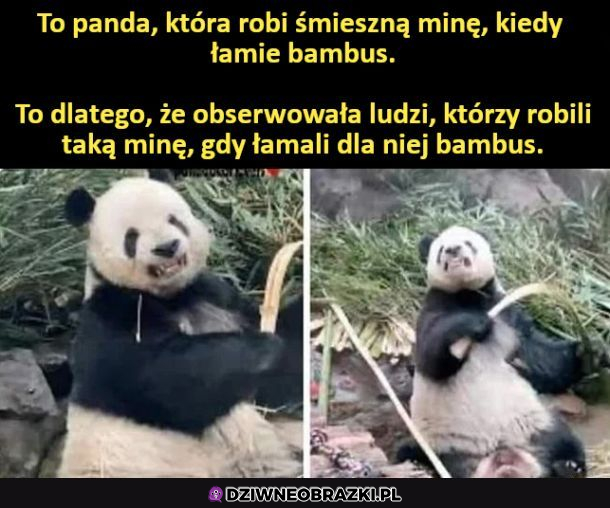 Mądra Panda