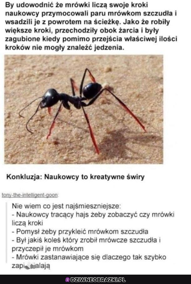 Czo te naukowcy