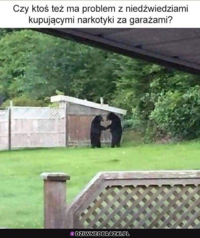 Ech znowu one