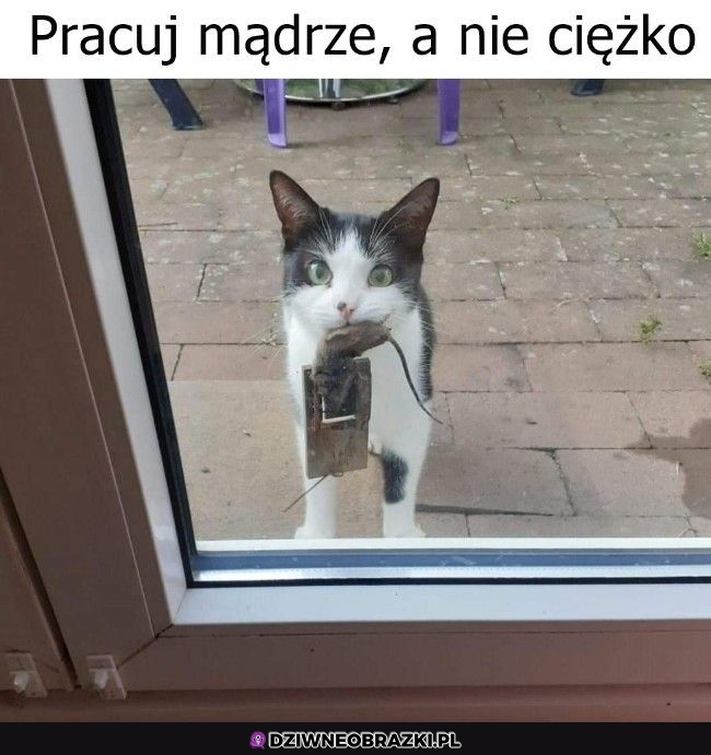 Złapane? Złapane, dawaj nagrodę